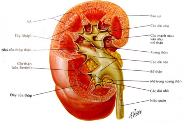 Nước ion kiềm và các vấn đề về thận